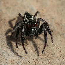 Carrhotus viduus Jumping spider (Salticidae) tampilan depan Tidak Det Laos (focus stacking).jpg