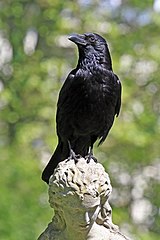 Carrion crow Corvus corone