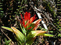 Castilleja fissifolia