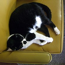 Bookstore cat, Booked Up (2008)
