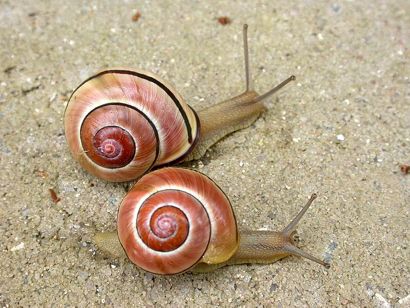 File:Cepaea nemoralis 2.jpg