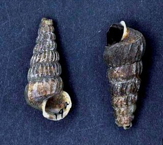 <i>Cerithidea balteata</i> species of mollusc