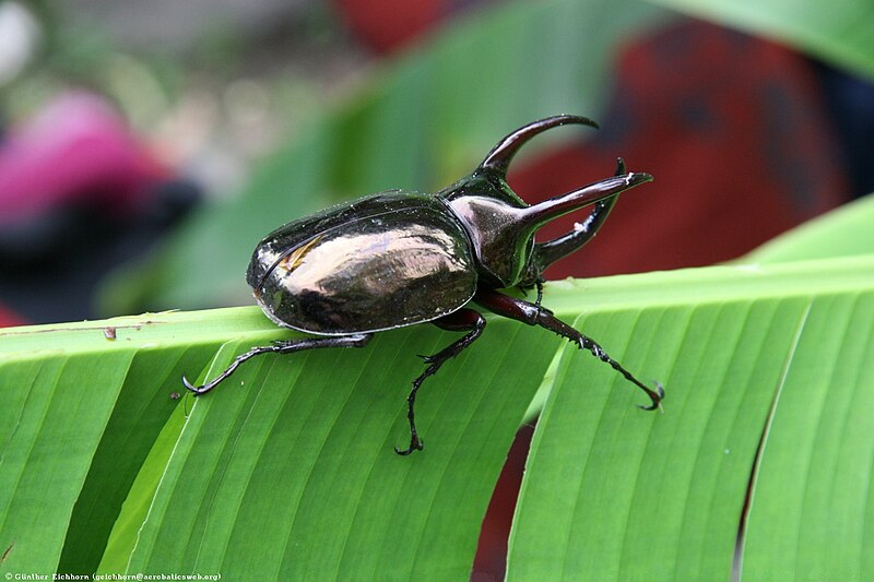 File:Chalcosoma moellenkampi.jpg