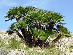 Chamaerops humilis (Palmaceae)