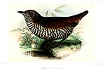 Thumbnail for Barred antthrush