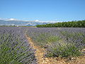 Lavendel-Felder auf der Hochebene von Valensole