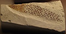 Fossil of Chancelloria ChancelloriaEros-Detail NaturhistorischesMuseum Nov14-10.jpg