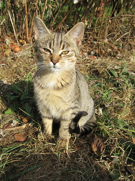 File:Chat sauvage 2.JPG