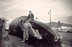 A whale being processed at Cheynes Beach Whaling Station in the early 1950s Cheynes whale.jpg