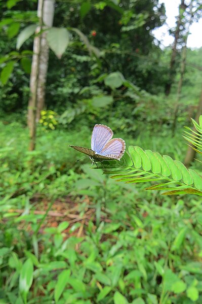 File:Chilades pandava Horsfield, 1829 – Plains Cupid at Peravoor 2014 (18).jpg