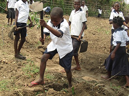 Enfants s'initiant à l'agriculture dans une école de Kikwit (RDC).