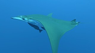 <span class="mw-page-title-main">Chilean devil ray</span> Species of cartilaginous fish