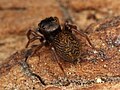 Chinattus parvulus female