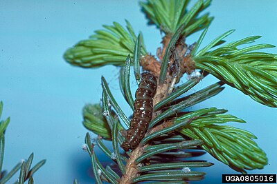 Caterpillar Choristoneura orae larva.jpg