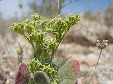 Chorizanthe corrugata.jpg