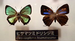 Chrysozephyrus hisamatsusanus