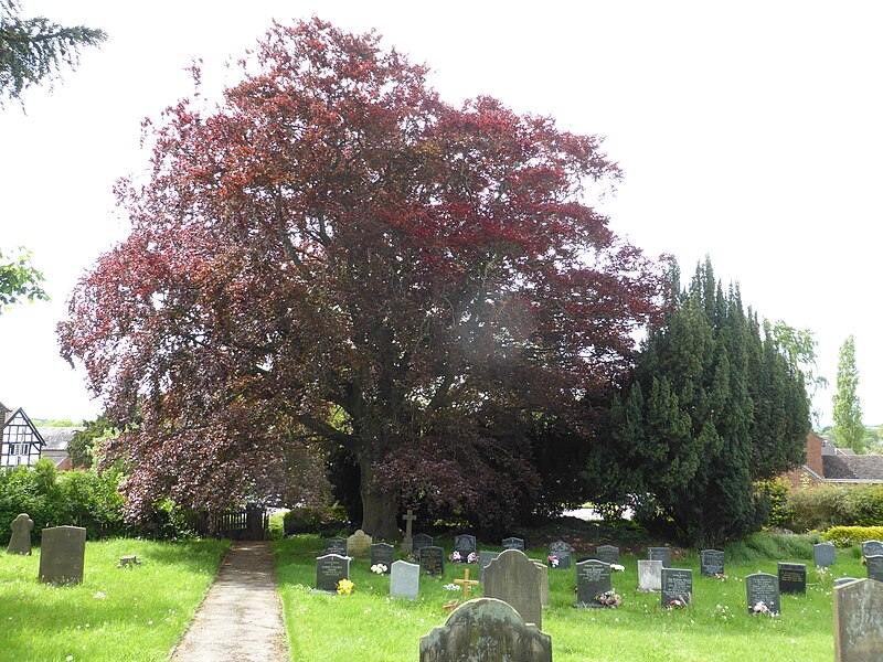 File:Churchyard with Copper Beech - geograph.org.uk - 5454425.jpg