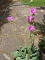 Cistanthe grandiflora (beide Caryo)