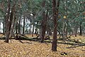 Forest, Nature reserve "Cisy Staropolskie", Poland