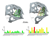 Reconstructed jaw musculature of Citipati