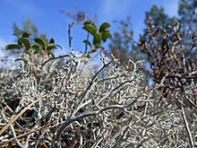 Cladonia arbuscula 01.jpg