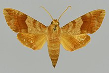 Clarina kotschyi BMNHE813084 male up.jpg