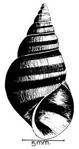 <span class="mw-page-title-main">Paludomidae</span> Family of gastropods