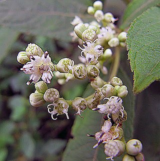 <i>Clibadium</i> Genus of flowering plants