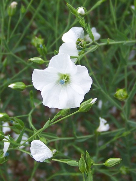 File:Close-up, White Flax - geograph.org.uk - 1968558.jpg