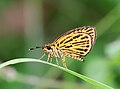 * Nomination Ampittia subvittatus (Moore, 1878)-Tiger Hopper. By User:Atanu Bose Photography --Bodhisattwa 06:51, 12 January 2023 (UTC) * Promotion  Support Good quality. --Poco a poco 15:19, 12 January 2023 (UTC)