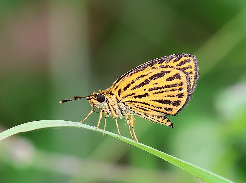 File:Close wing basking position of Ampittia subvittatus (Moore, 1878)-Tiger Hopper WLB.jpg