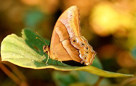 Ventral view