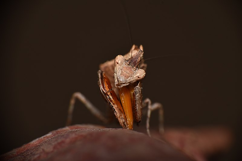 File:Closeup shot of Small Brown Praying Mantis.jpg