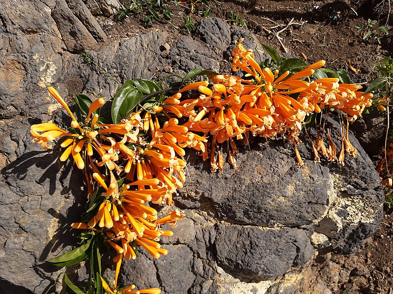 File:Coastal Trail 130, flowers on rock, Las Tricias, La Palma.jpg