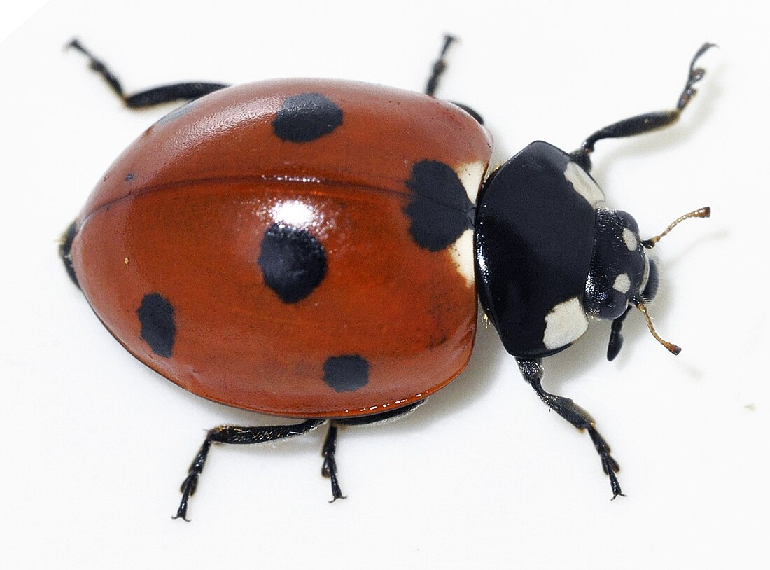 Coccinellidae