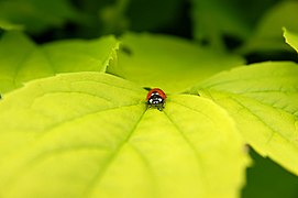 Coccinella quinquepunctata