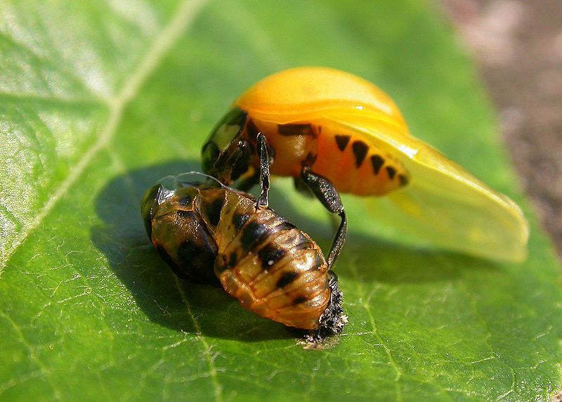 File:Coccinelle mue.jpg