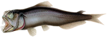 Most mesopelagic fish are ambush predators with upward-facing eyes, like this sabertooth fish. Coccorella atrata.png