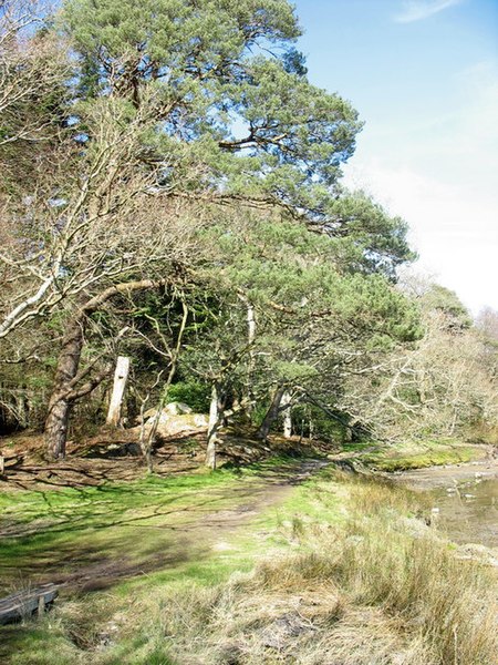 File:Coed Mor - geograph.org.uk - 438884.jpg