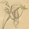 Coelogyne sparsa plate 235, fig. II 7-12 in: H. G. Reichenbach: Xenia orchidacea - vol. 3 (1900) (Detail)