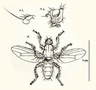 <i>Coelopa</i> Genus of flies