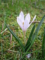 Біла квітка Colchicum hungaricum