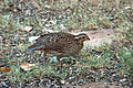 Female; Oklahoma