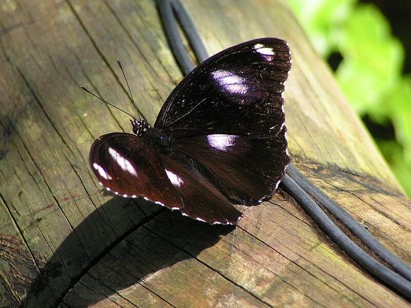 File:Common Eggfly 1, Cairns.jpg