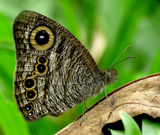 പഞ്ചനേത്രി