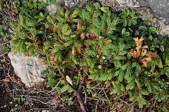 Common Juniper (Juniperus communis)