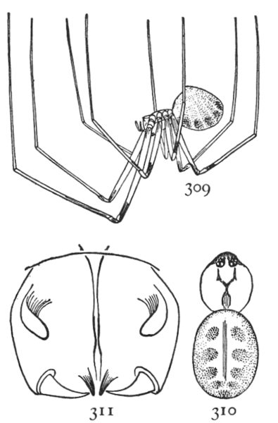 File:Common Spiders U.S. 309-11 Pholcus cornutus.png