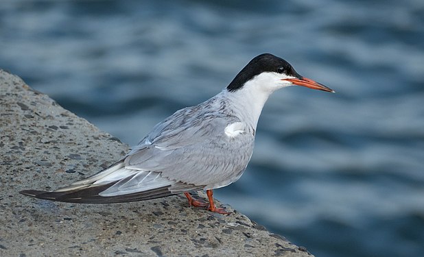 Common tern at Brooklyn Bridge Park