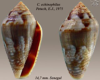 <i>Conus echinophilus</i> Species of sea snail