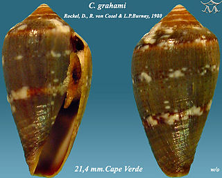 <i>Conus grahami</i> Species of sea snail